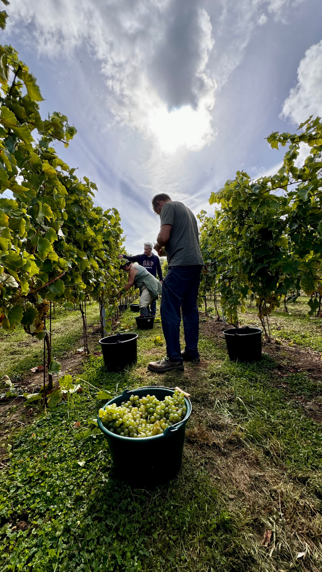 Vendangeurs dans une vigne récoltant des raisins blancs, avec un ciel partiellement nuageux en arrière-plan.