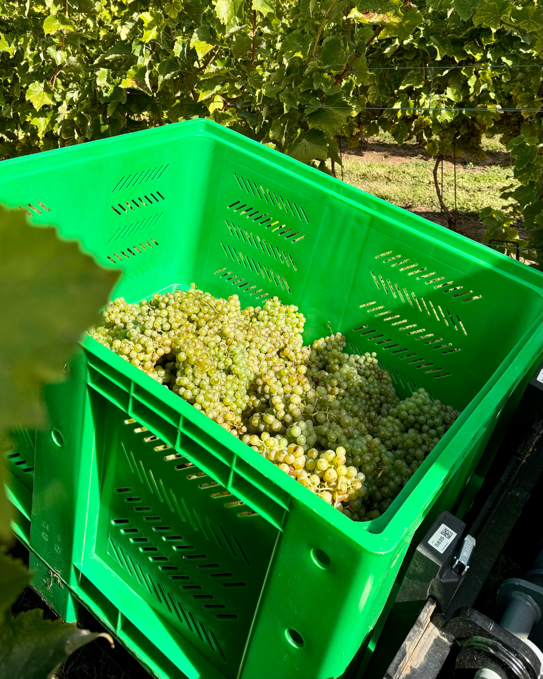 Un container vert rempli de grappes de raisins blancs dans une vigne