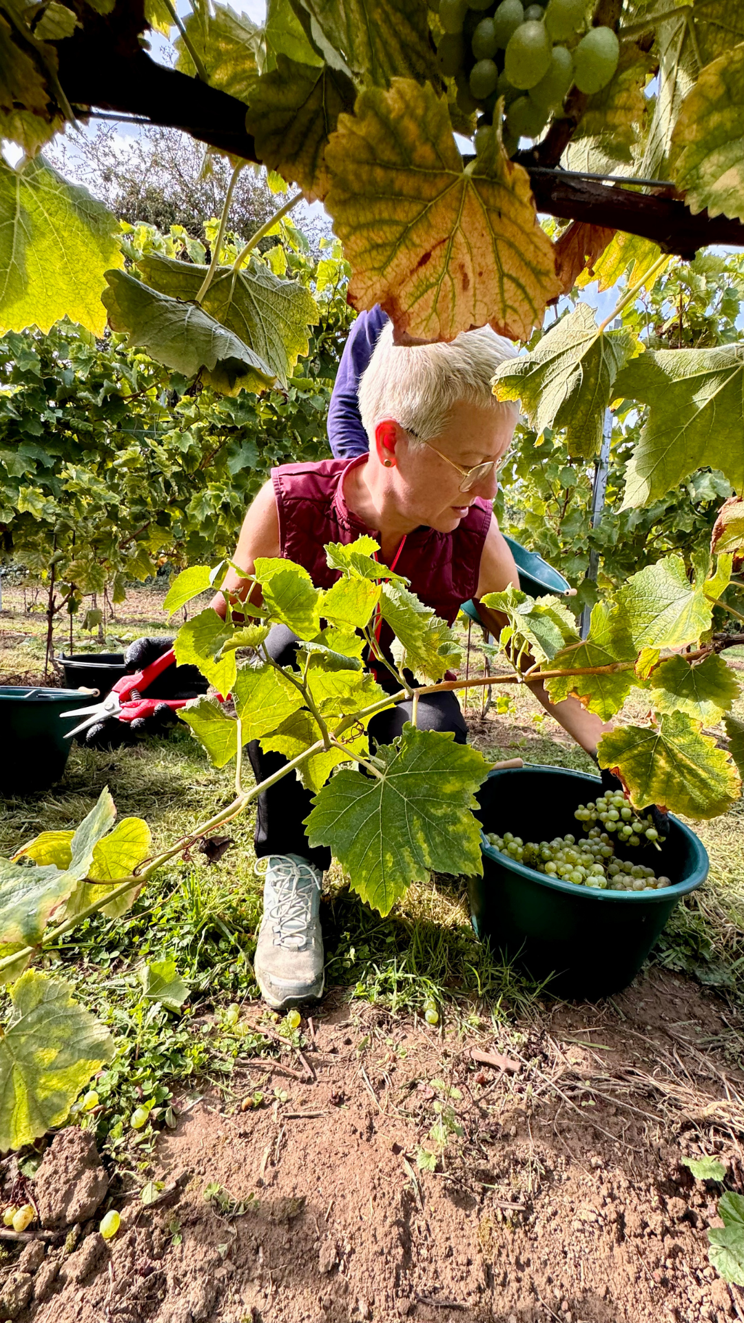 Femme récoltant des raisins dans une vigne