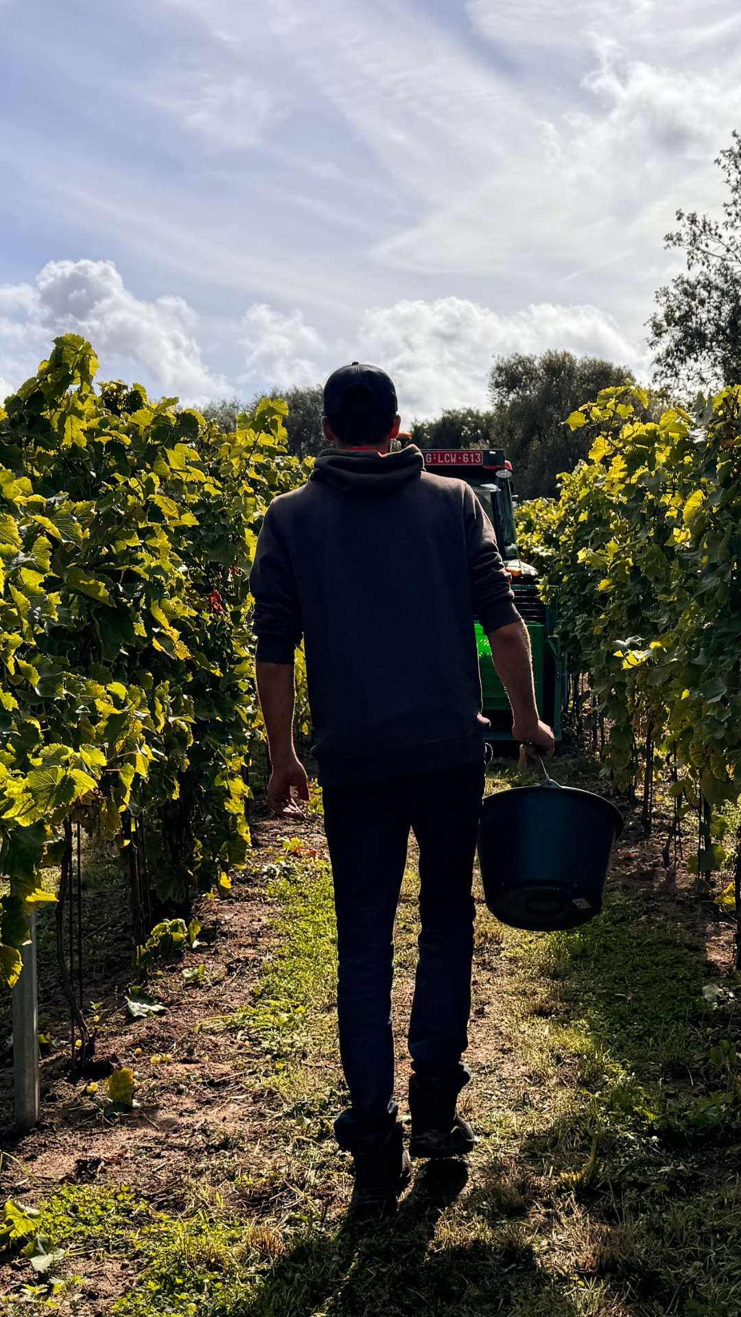 Un homme marche dans un vignoble sous un ciel partiellement nuageux, tenant un seau, avec une machine agricole en arrière-plan.