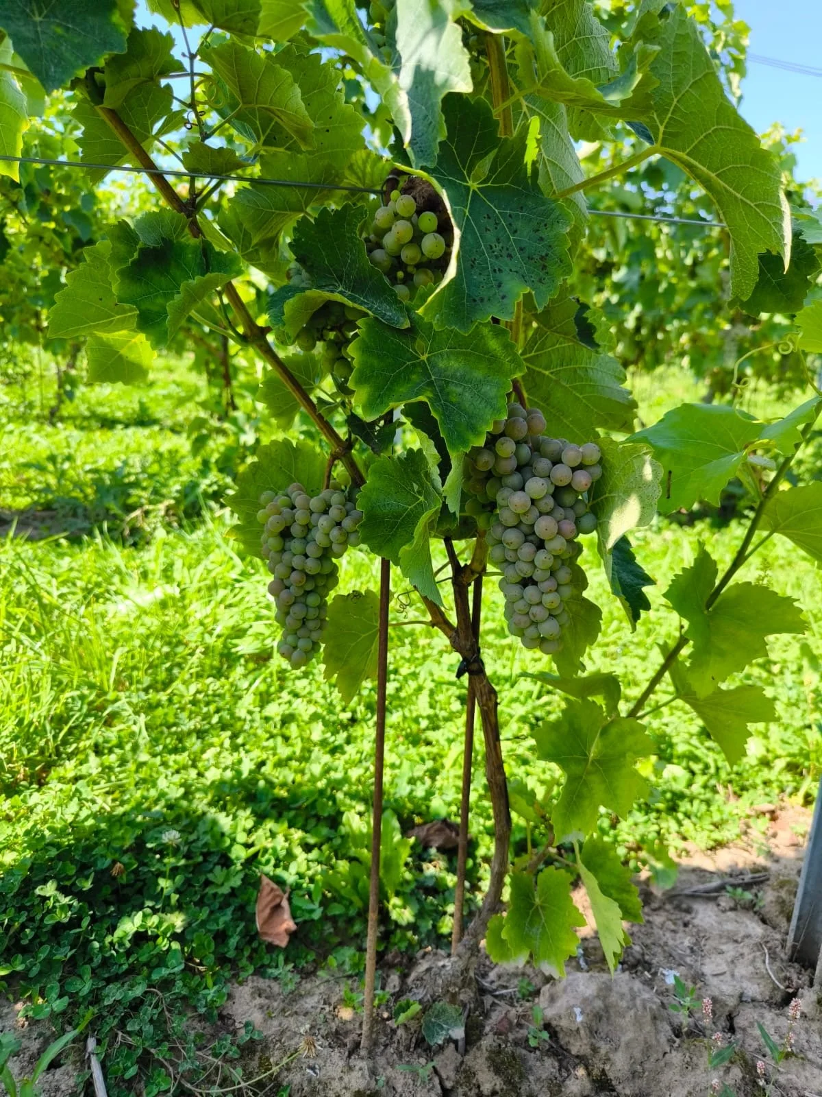Raisin de vigne avec des grappes suspendues sous les feuilles vertes dans un vignoble en plein soleil.