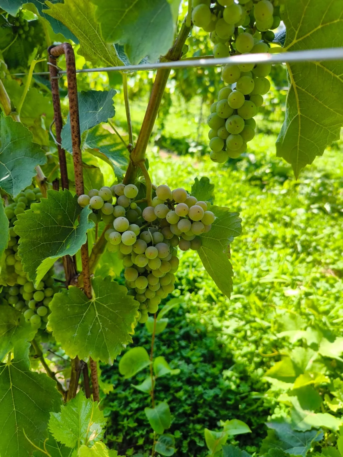 Raisin blanc en train de mûrir sur une vigne verte sous le soleil.