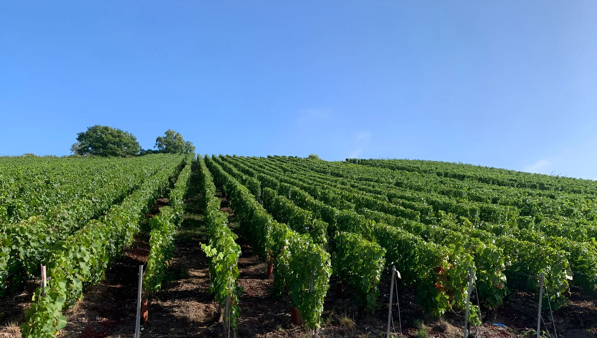 Vignoble avec rangées de vignes vertes sous un ciel bleu clair.