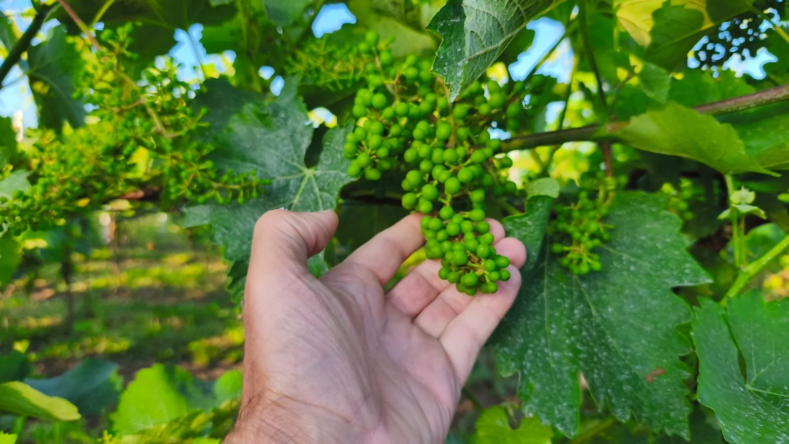 Mains tenant une grappe de raisins verts dans une vigne.