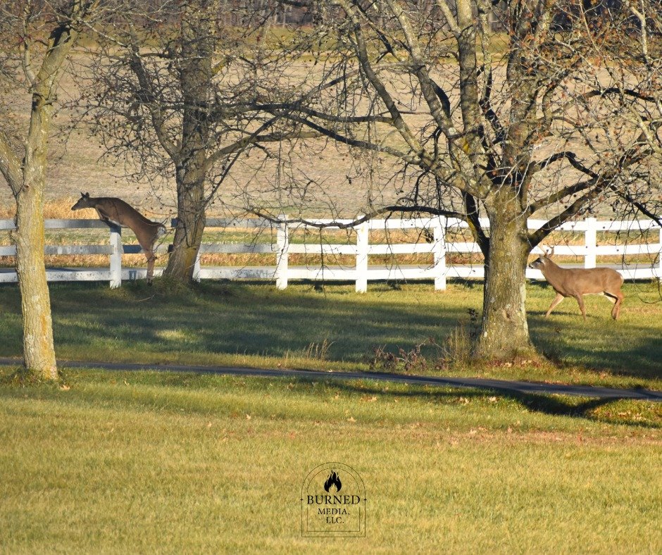 Have you ever seen a deer jump over a fence? Well, you have now! 

Early Thanksgiving morning, I woke up to a very impromptu deer sighting out of my window! Three bucks were chasing after the same doe. I had the privilege of witnessing this and grabb