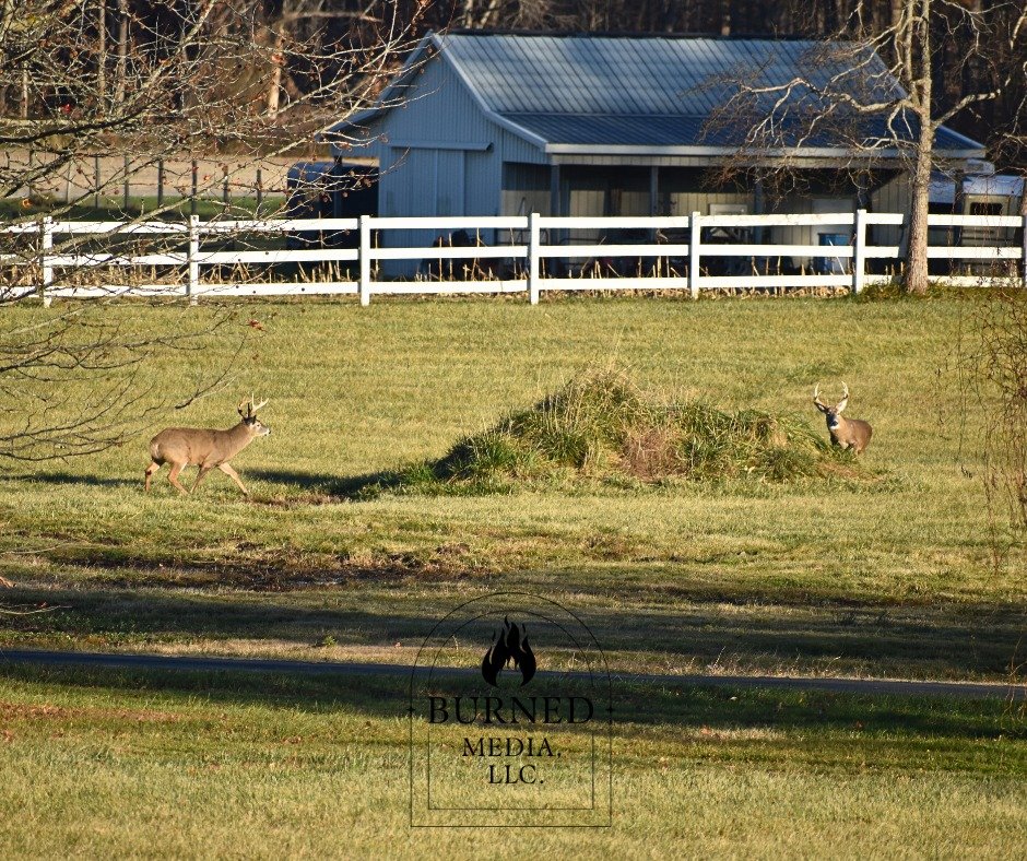 Can you guess what they were fighting over??? 

Early Thanksgiving morning, I woke up to a very impromptu deer sighting out of my window! Three bucks were chasing after the same doe. I had the privilege of witnessing this and grabbing my camera to ca