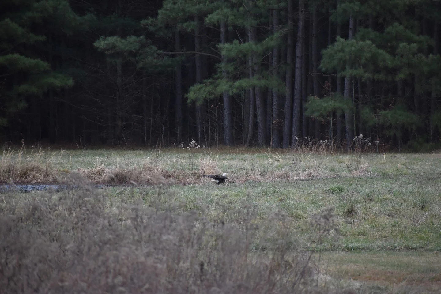 Nothing like a bald eagle sighting to brighten your week! 

I am so blessed and thankful to live in an environment with natural adversity. 

To view more photography options and booking, visit www.burnedmediallc.com 

If you have a specific inquiry, 