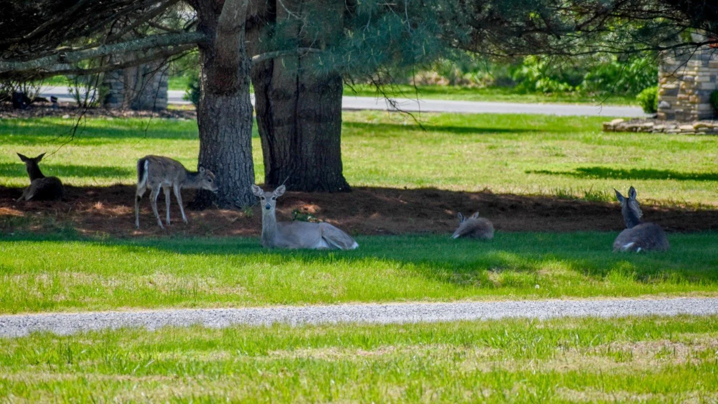 I arrived a little early to a shoot the other day, and had the most wonderful welcoming committee. Thank God I had my camera with me to capture this moment! 

 If your business or organization needs engaging video content, feel free to reach out! I&r