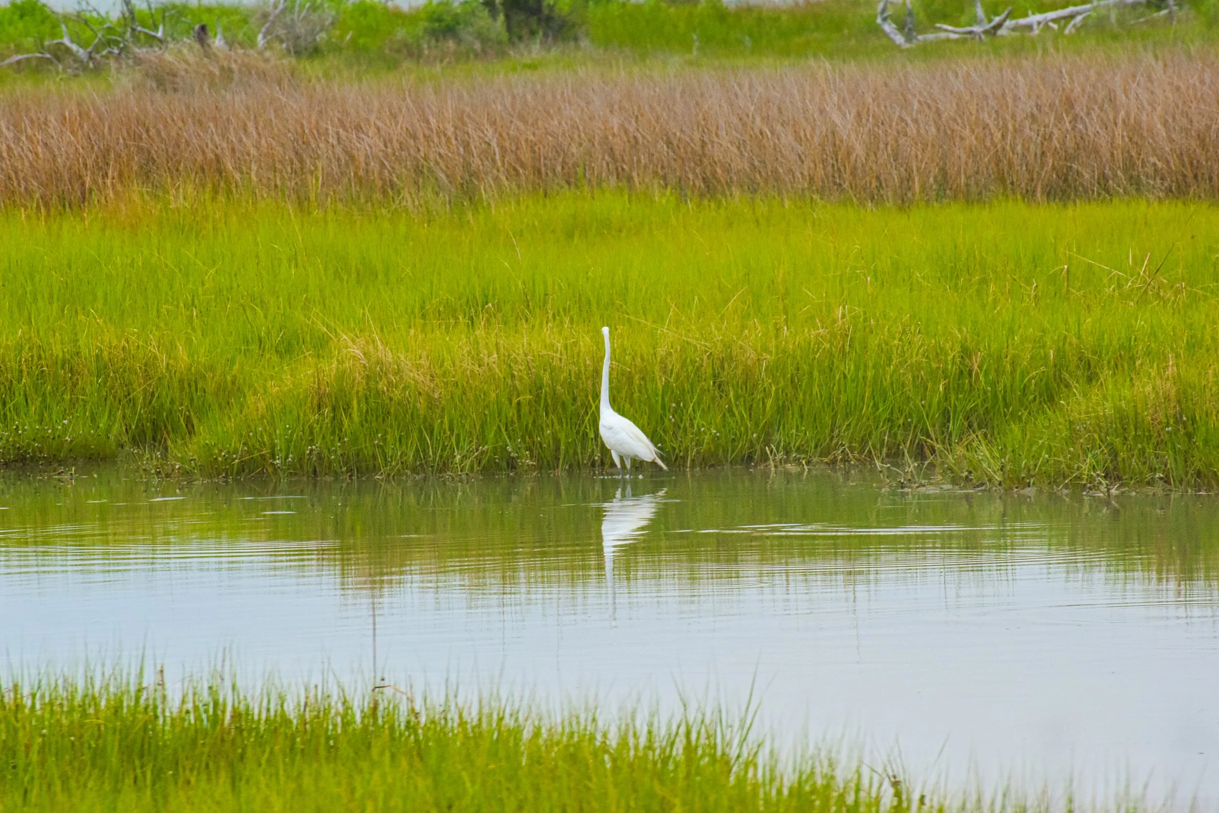 DSC_0039.jpg
