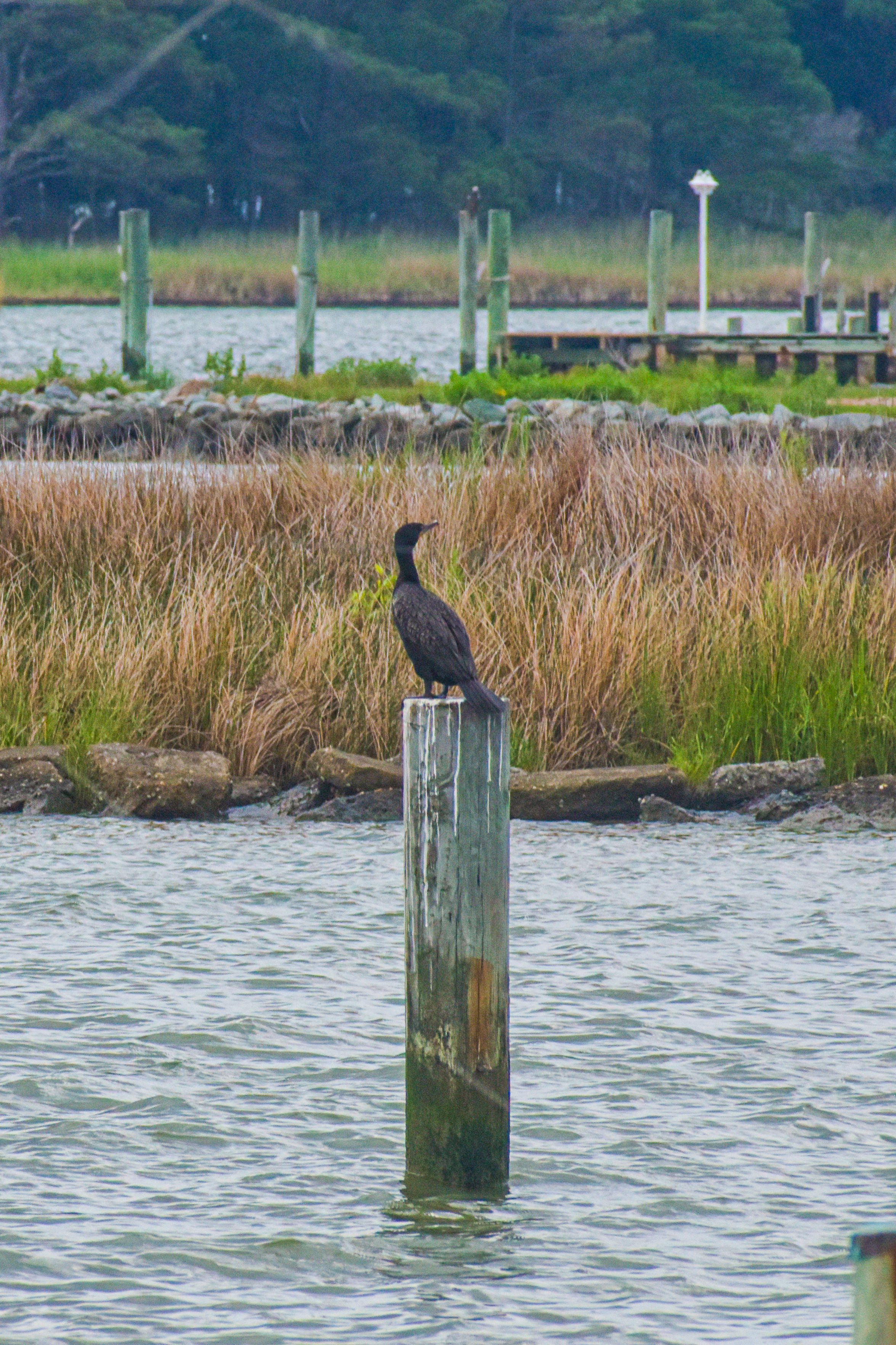 DSC_0174.jpg
