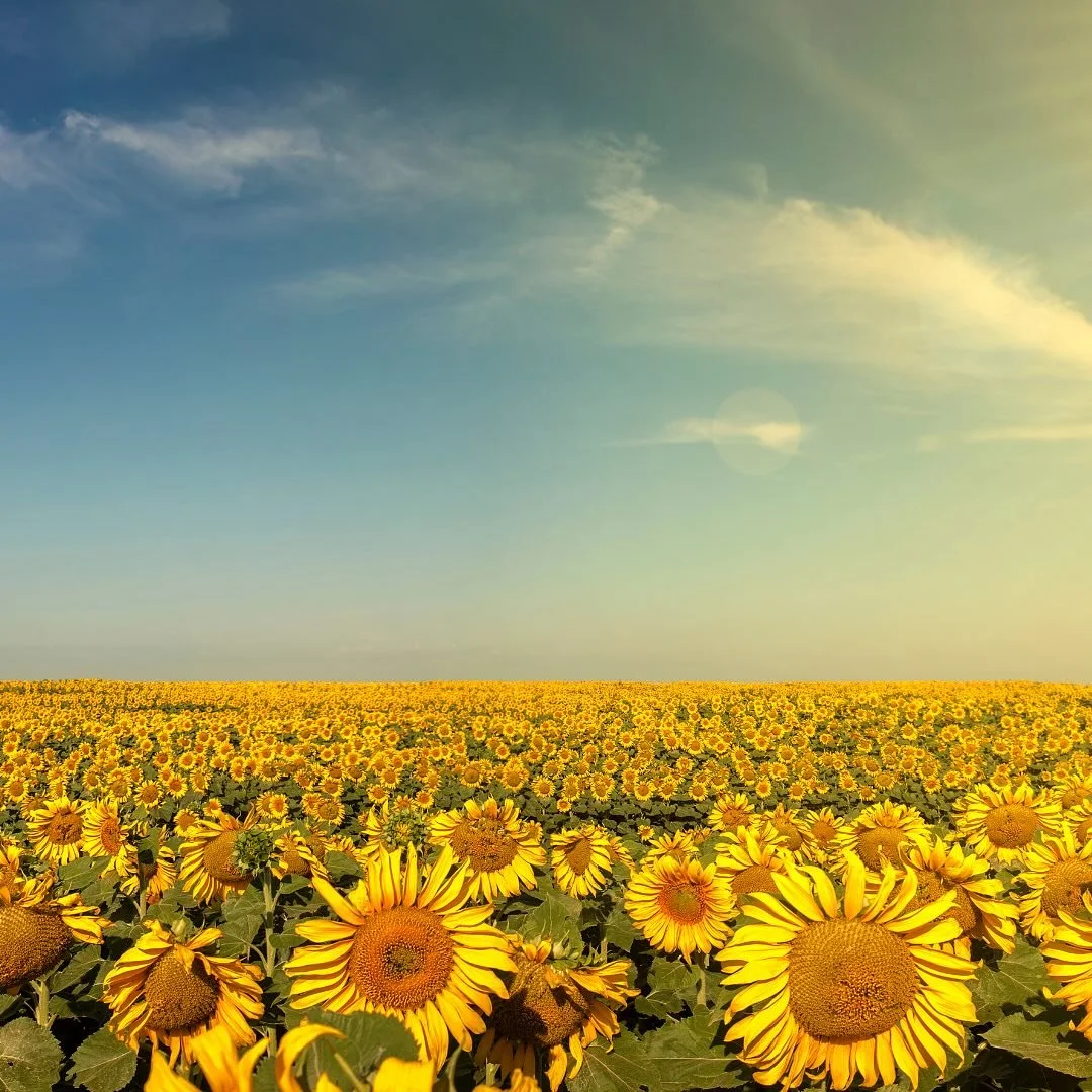 ☀️ Happy Summer Solstice! 🌞
Today is the longest day of the year, a powerful moment of light, growth, and transformation. 🌻✨ As the sun reaches its peak, you can too &mdash; it&rsquo;s the perfect time to release the old, welcome the new, and align