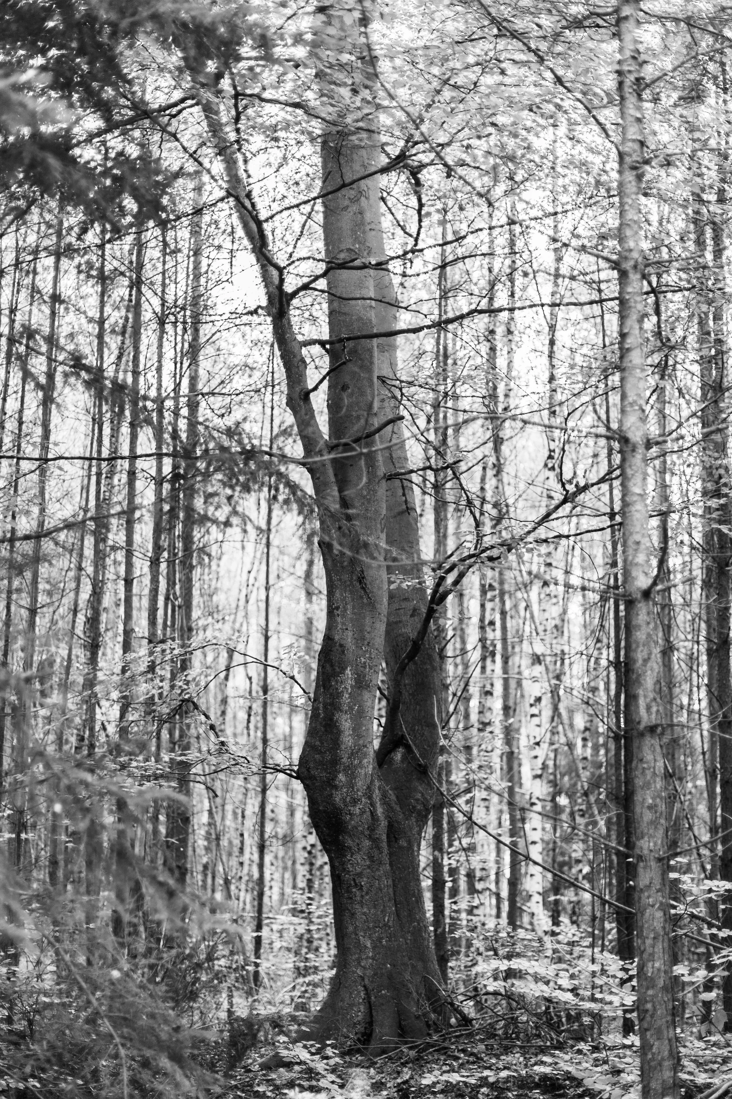 Wald-JanaWehbe.jpg