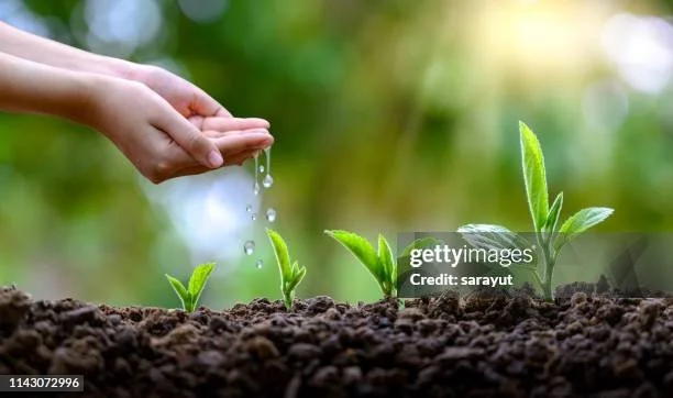 Hands watering young green plants growing in soil outdoors.