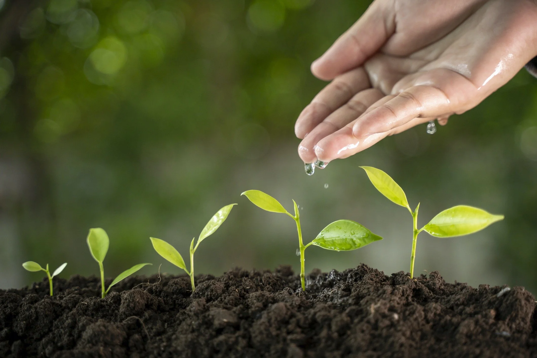 A person's hand watering small green plant sprouts in dark soil with a blurred green background.