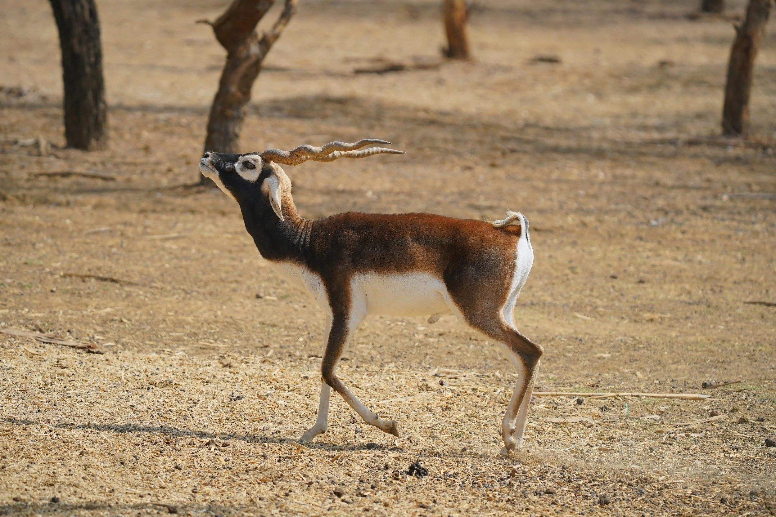 A young antelope, with long twisted horns and brown and white fur, standing on a dry, sandy ground in a sparse, wooded area.