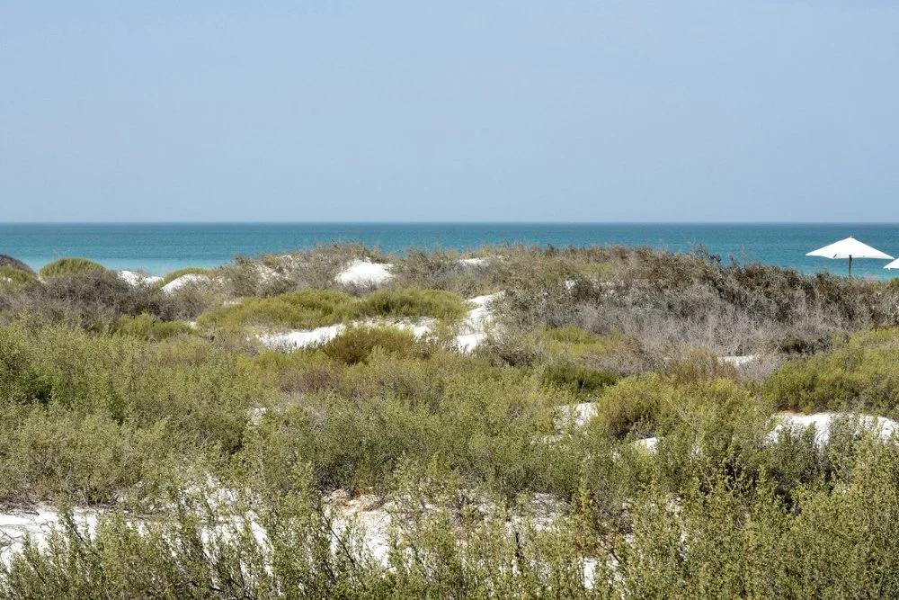 Beach with sand dunes, green bushes, and a blue ocean in the background, with a white umbrella on the right side.