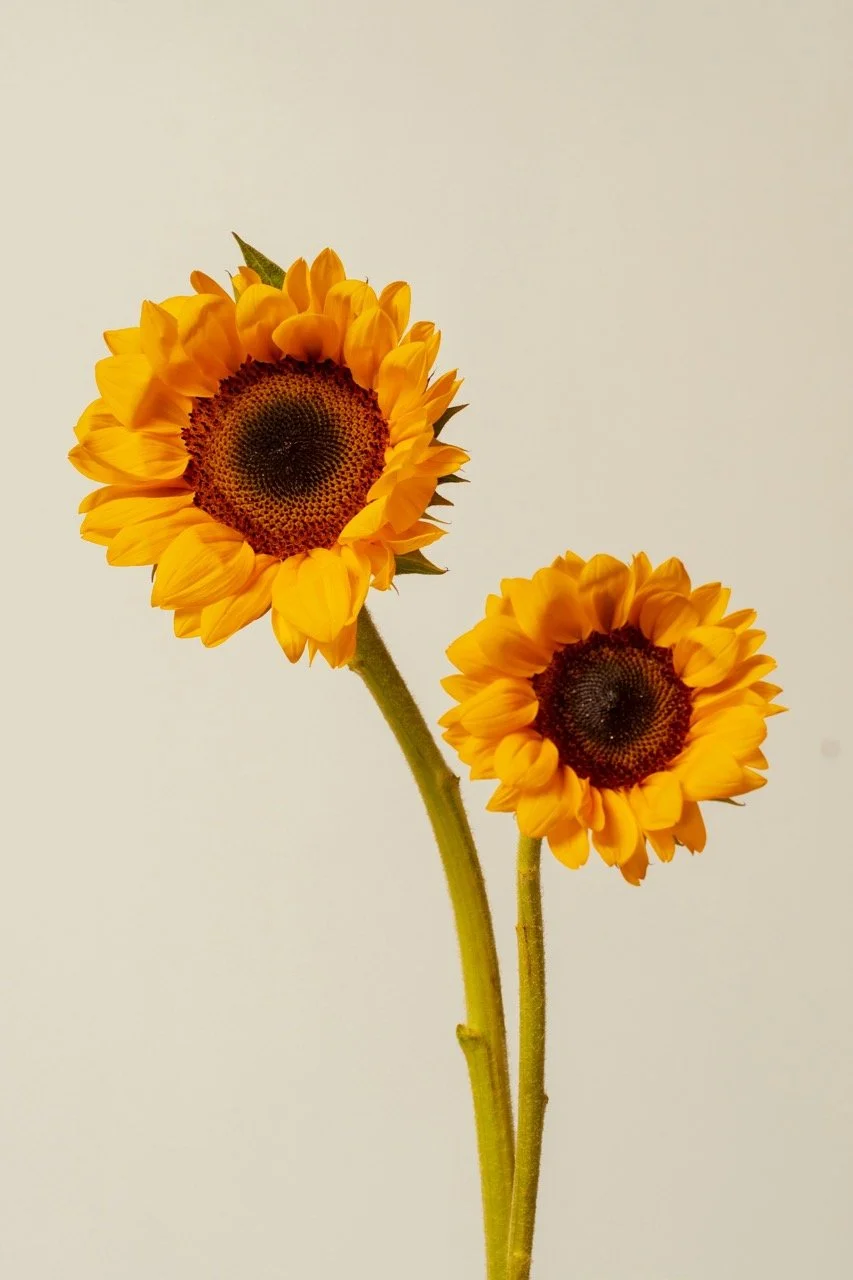 Two sunflowers with yellow petals and dark centers on tall green stems against a plain light background.