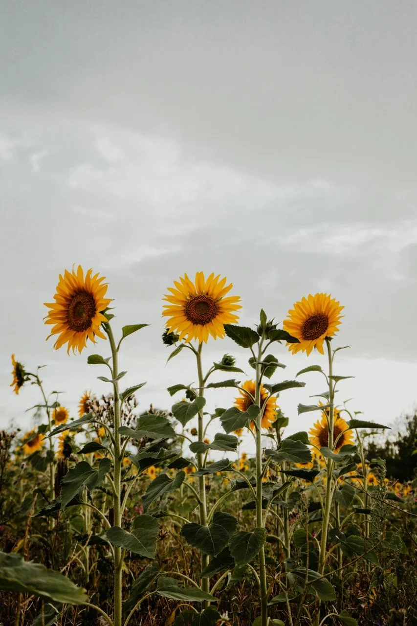 A field of blooming sunflowers under a cloudy sky.