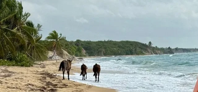 Playa grande.jpg