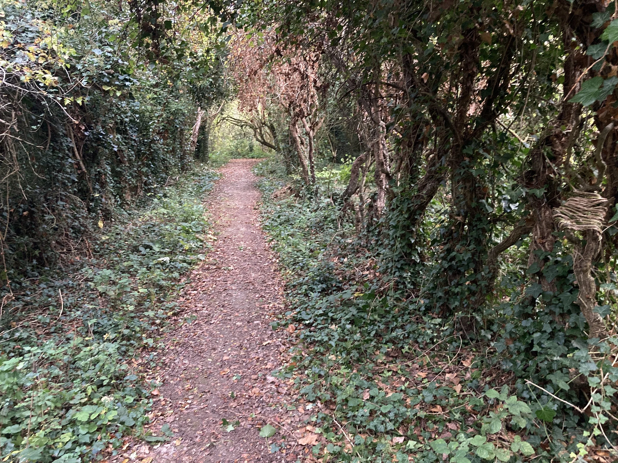 Woodland weaving experiments, Ivy Coventry. 2025