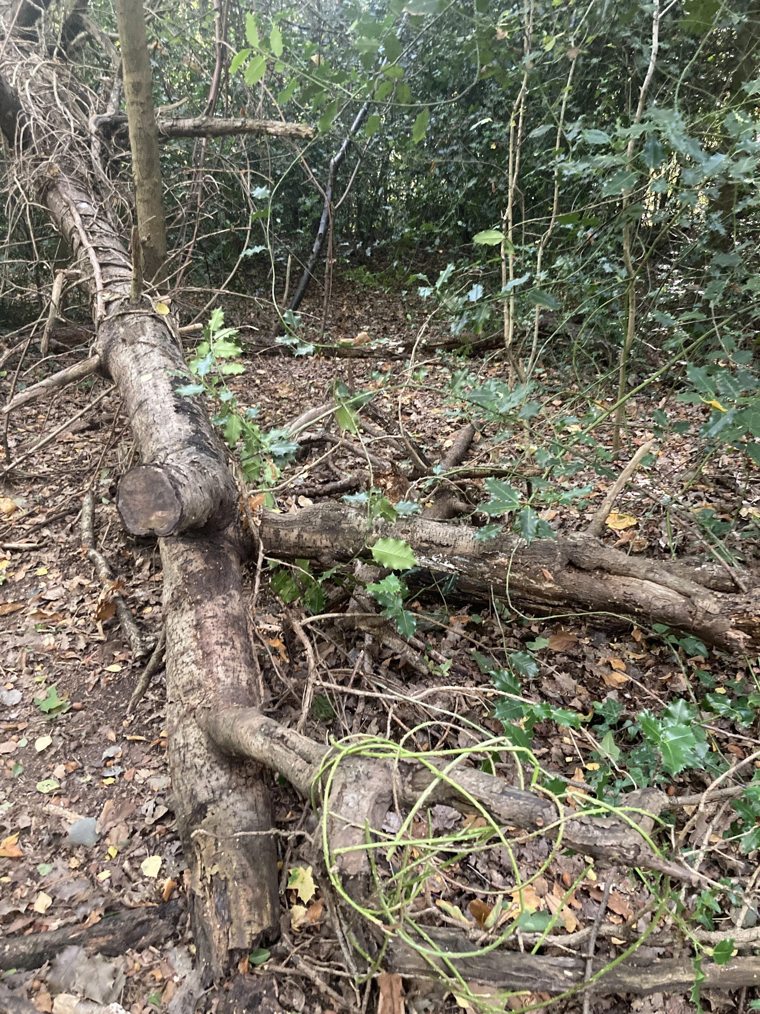 Woodland experiments. Random Weave with bramble. 2025.