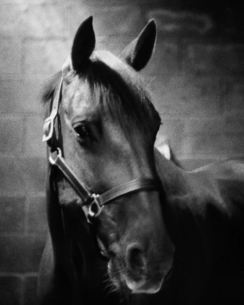 Horseware // 40 Years