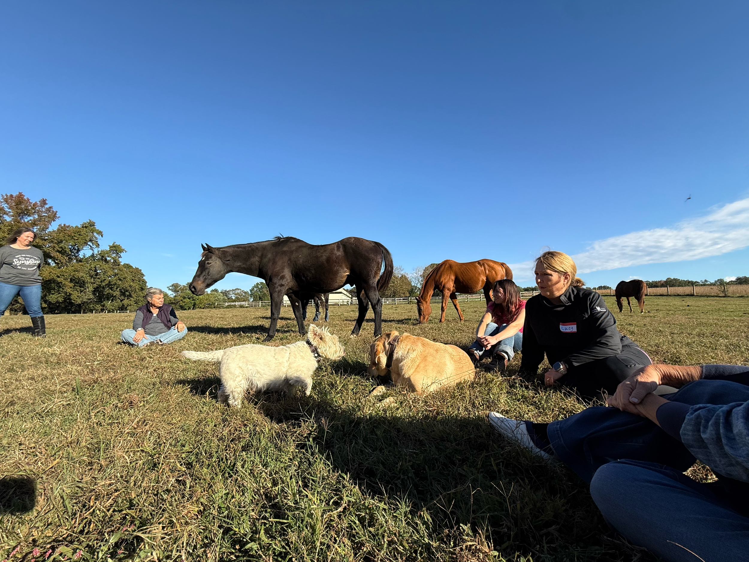 People sitting and standing on a grassy field with horses and dogs under a clear blue sky.