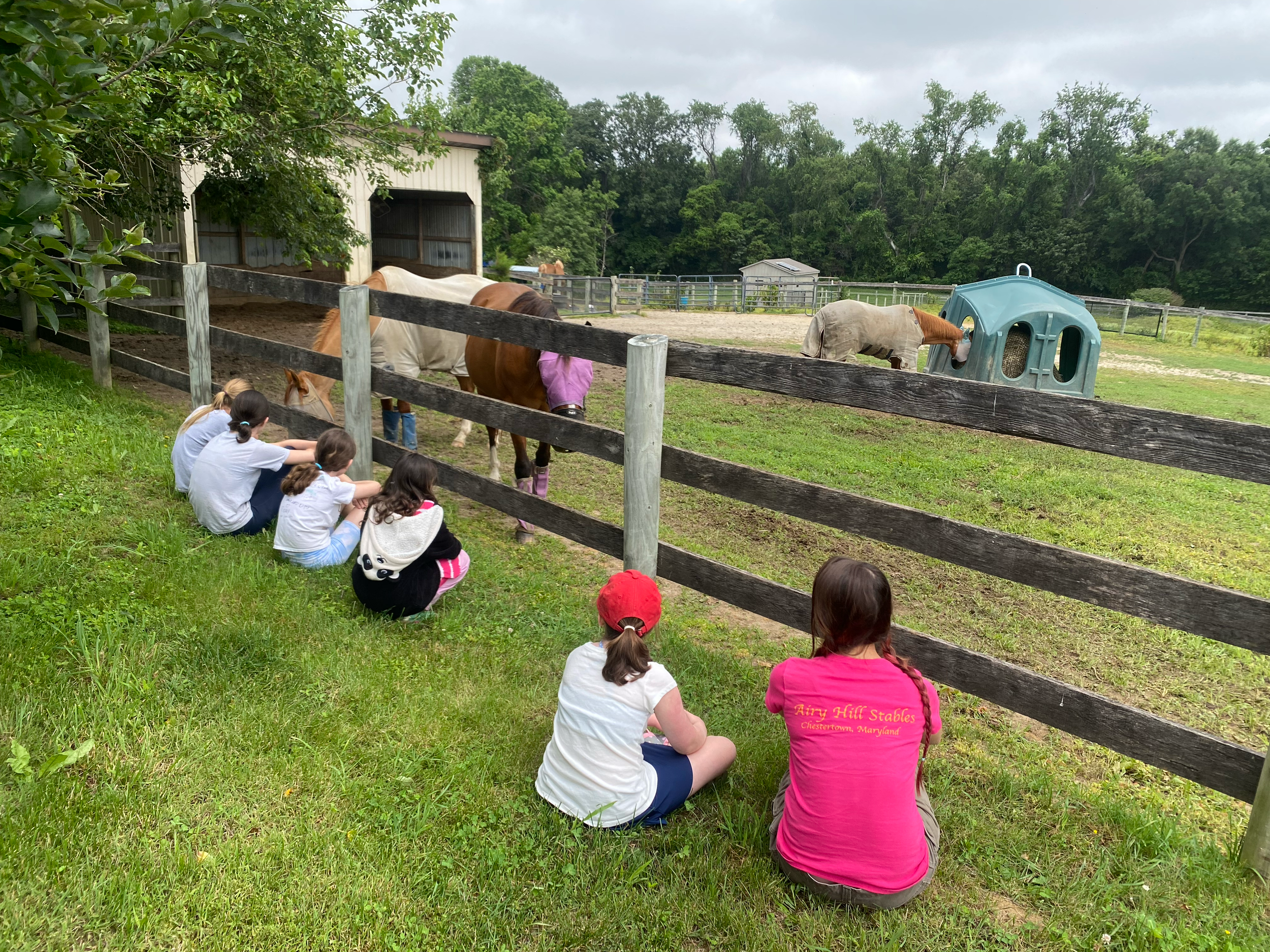 Children sitting and watching horses in a paddock, with trees and a shed in the background.