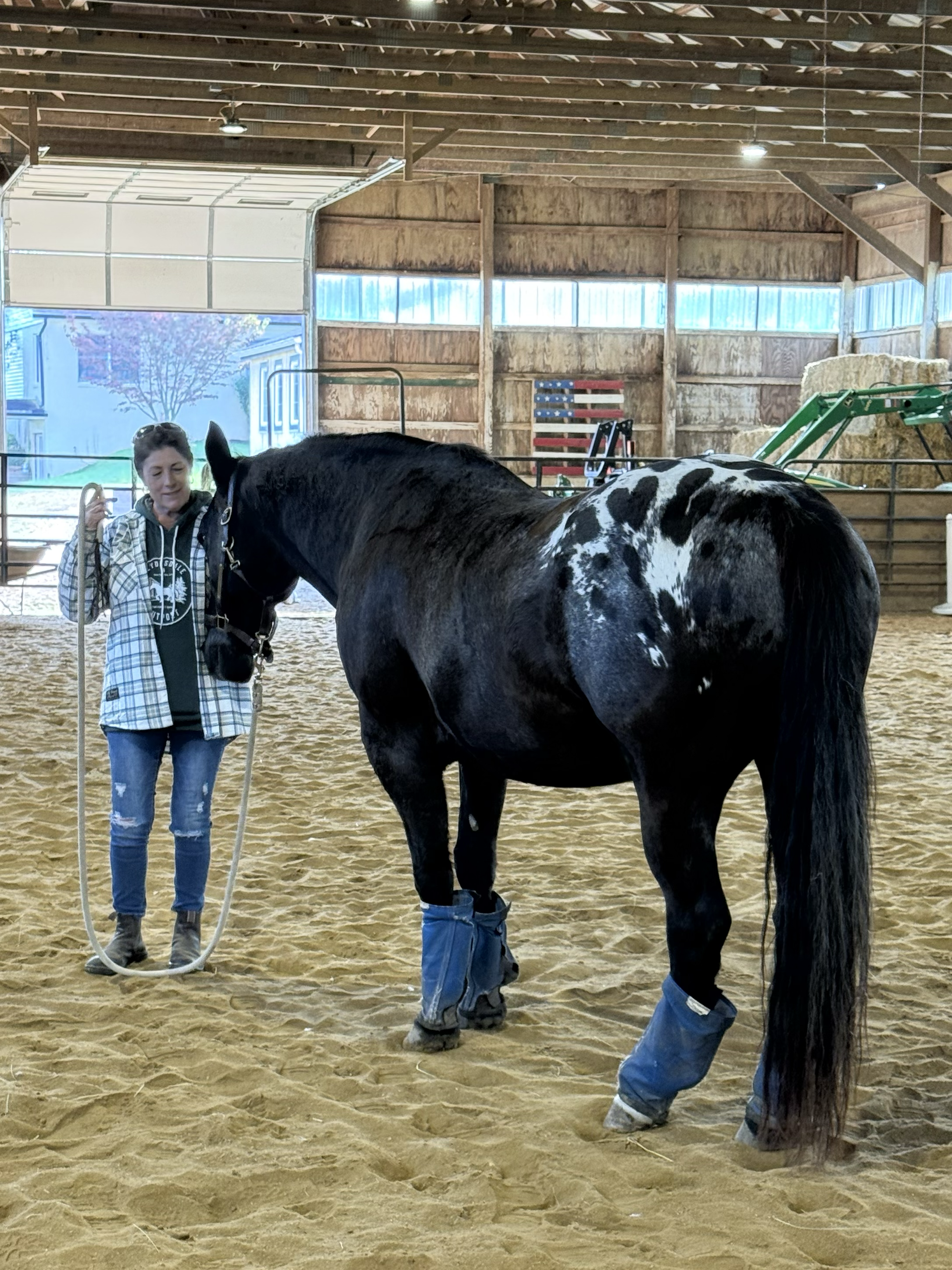 A young woman in a plaid jacket and ripped jeans holding a lead rope near a black and white pinto horse inside a barn or riding arena. The horse has protective boots on all four legs.