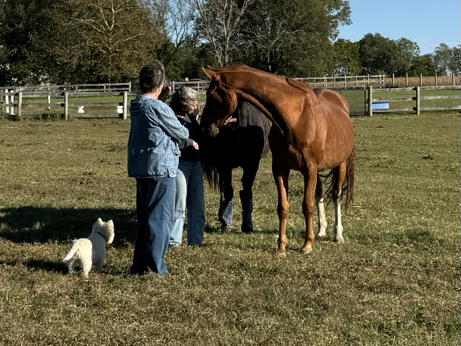 Three people, a dog, and three horses standing in a grassy field, with trees and a fence in the background on a sunny day.