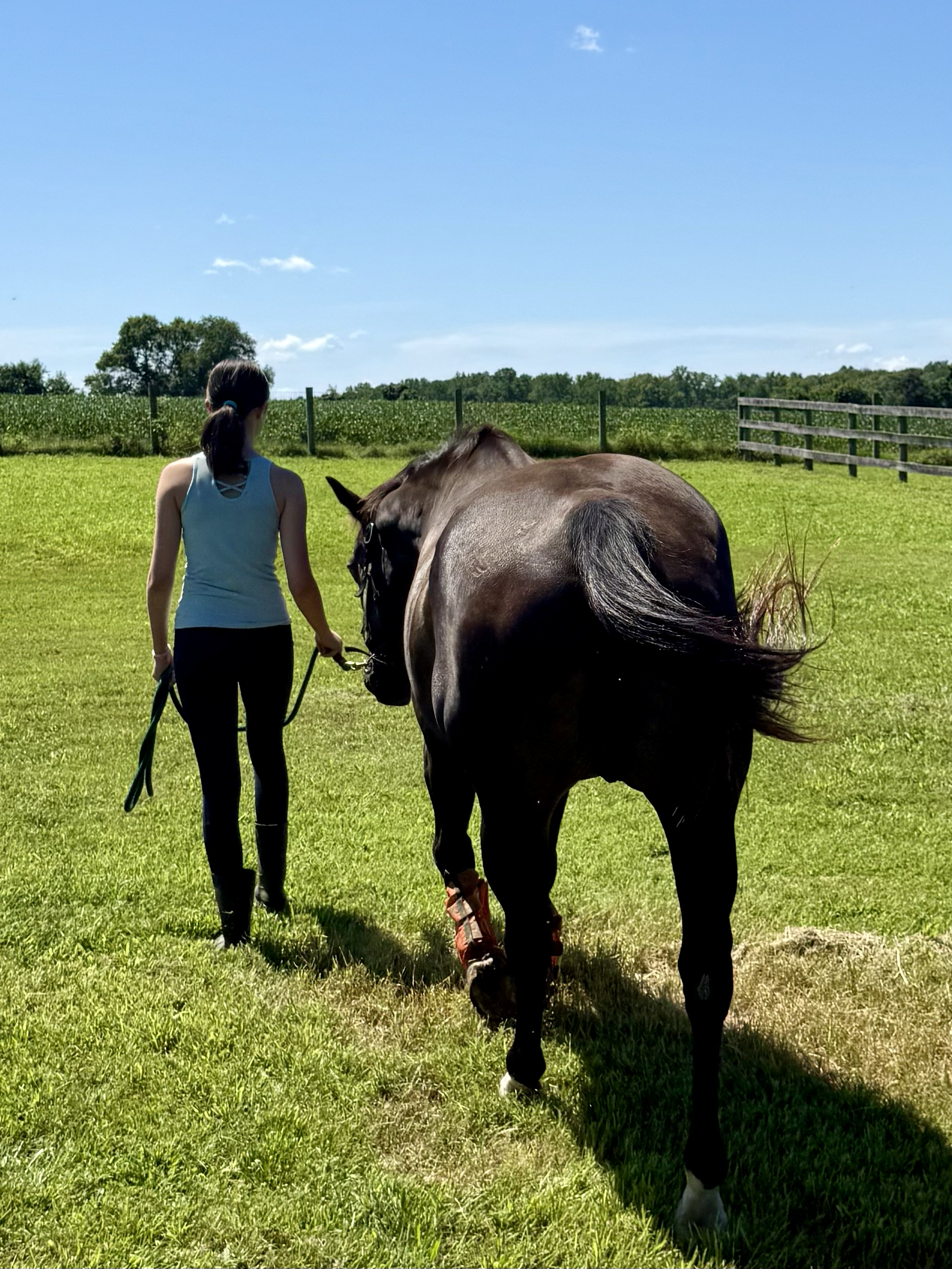 A woman walking a brown horse on a lush green field under a clear blue sky.