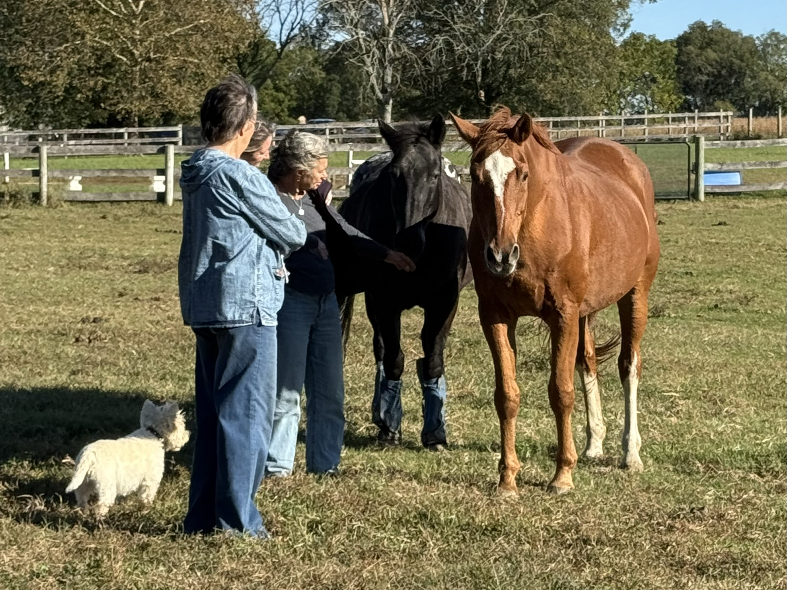 Four people and a small dog stand on grass in a fenced outdoor area, with two horses (one black and one chestnut) standing in front of them. The people are observing and interacting with the horses on a sunny day.
