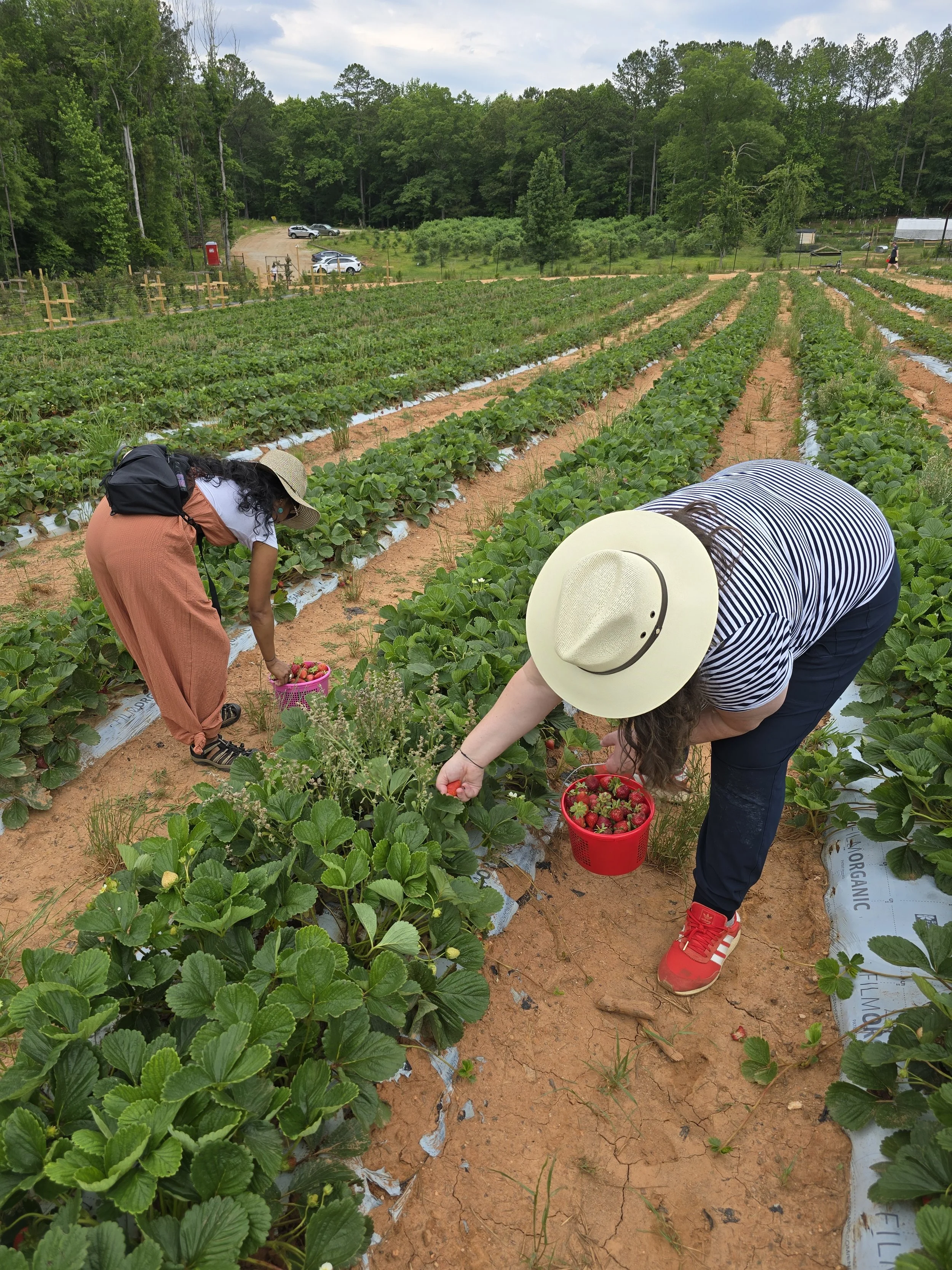 Two women harvesting strawberries in a farm field with green plants and trees in the background.