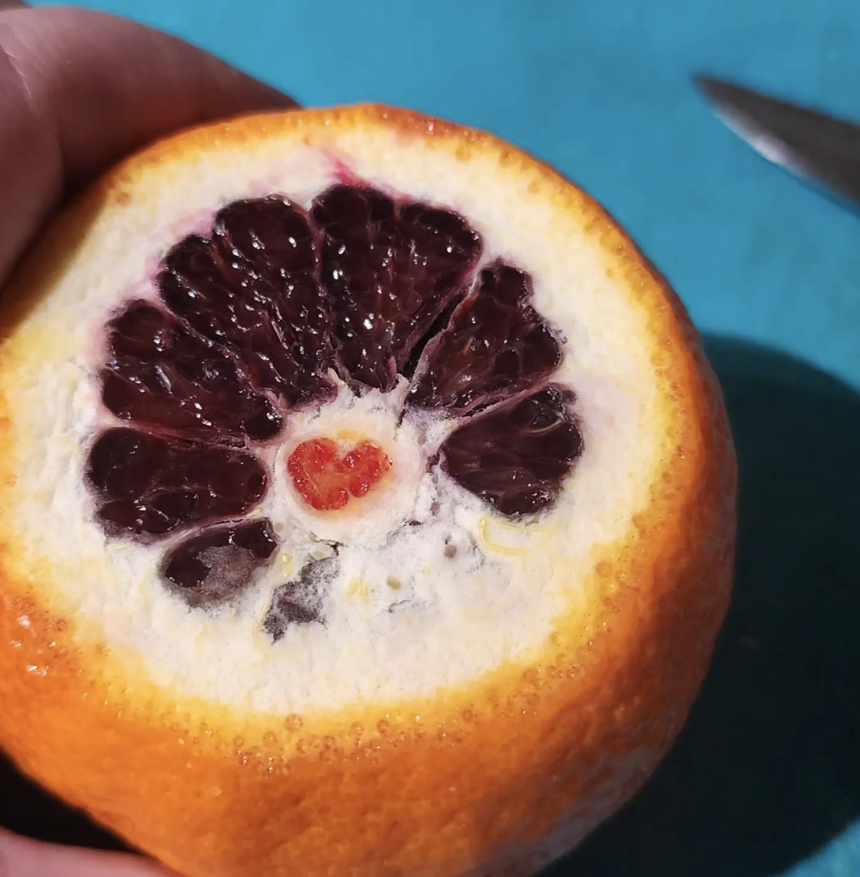 Half of a blood orange with exposed deep red flesh and a small heart-shaped seed in the center. Blue background with a knife visible in the top right corner.