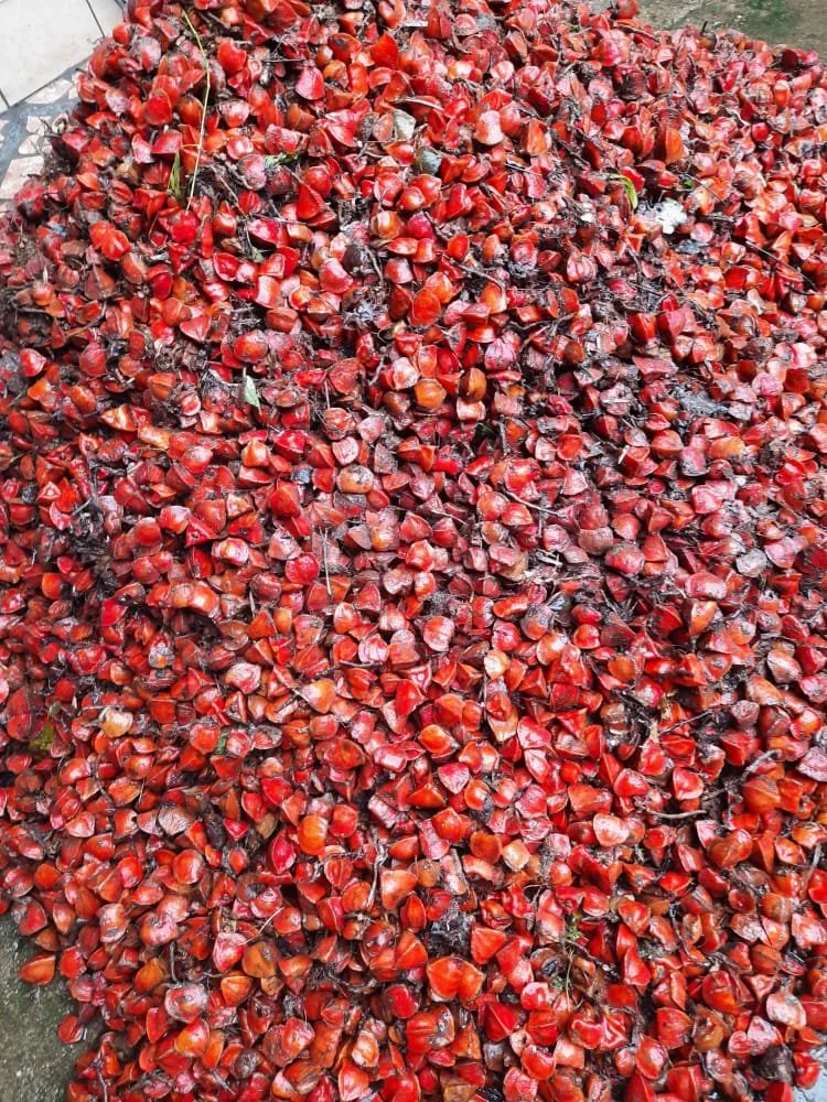 Thaumatin fresh fruits after harvesteing. Katemfe sweetener from cameroon.