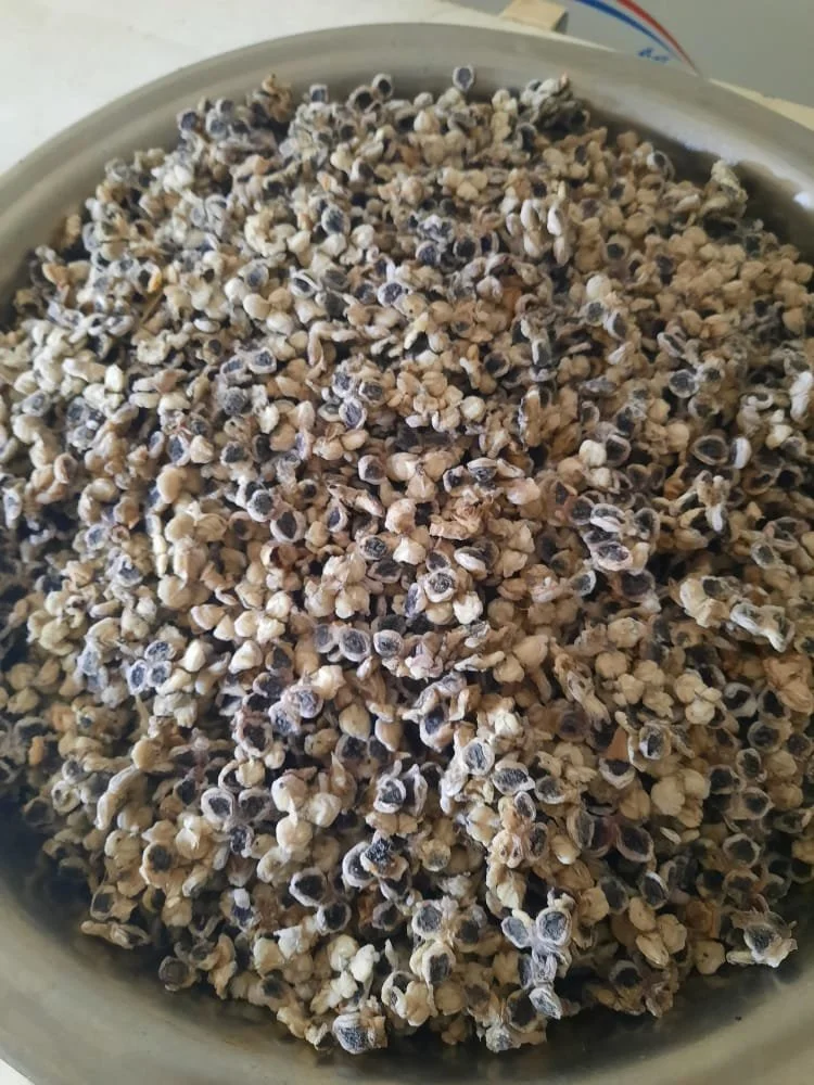 Thaumatin arils, after extraction. Fresh Katemfe sweetener.