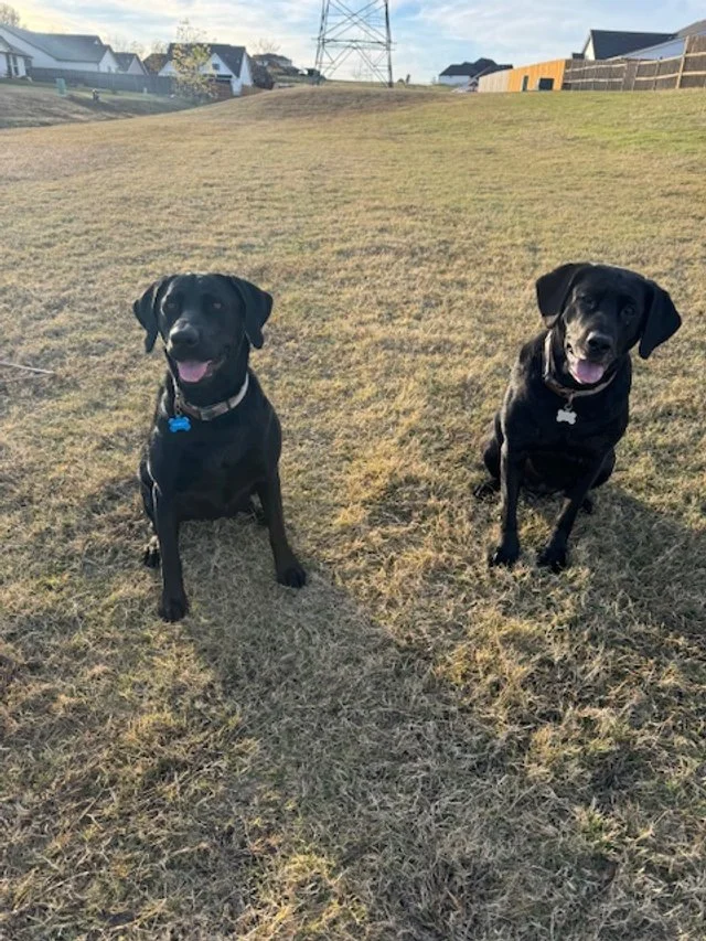 The Dirty Truth About Dog Poop (And Why It’s NOT Fertilizer!)