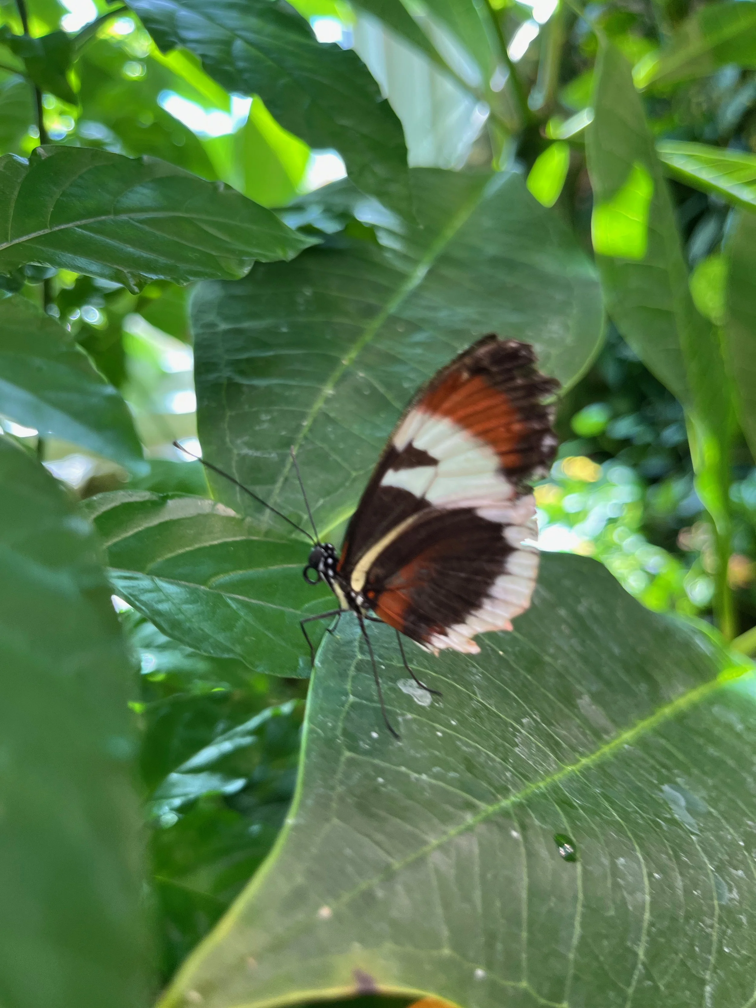 IMG_5399.jpeg