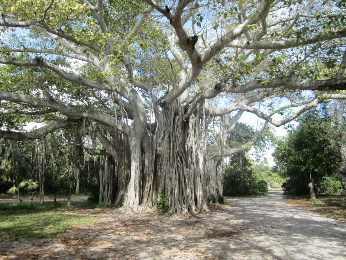Large banyan tree with aerial roots hanging from branches, situated along a dirt pathway in a park.