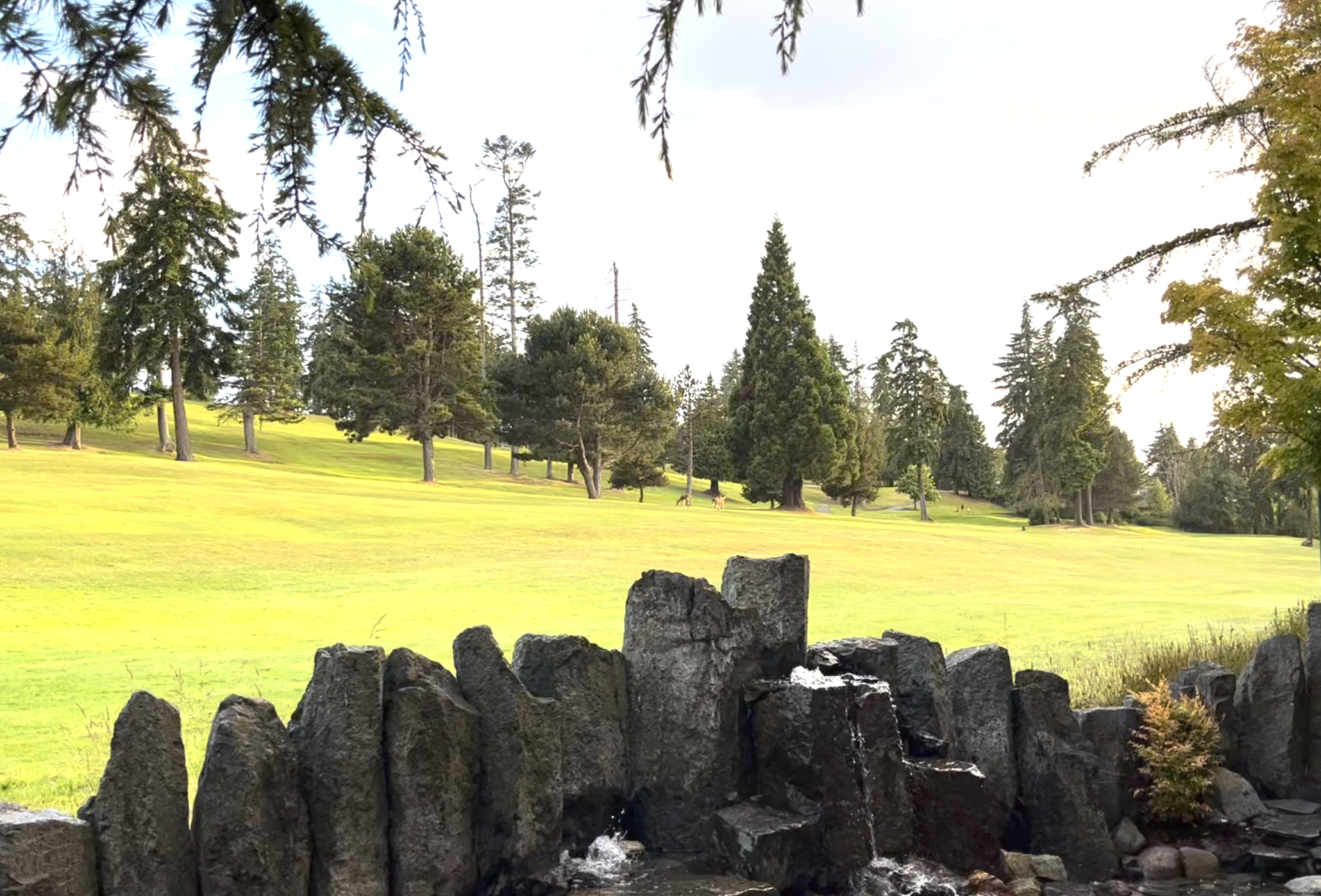 Deer at Olympic Lodge by Ayres