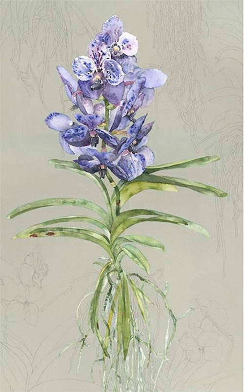 blue-vanda-web.jpg