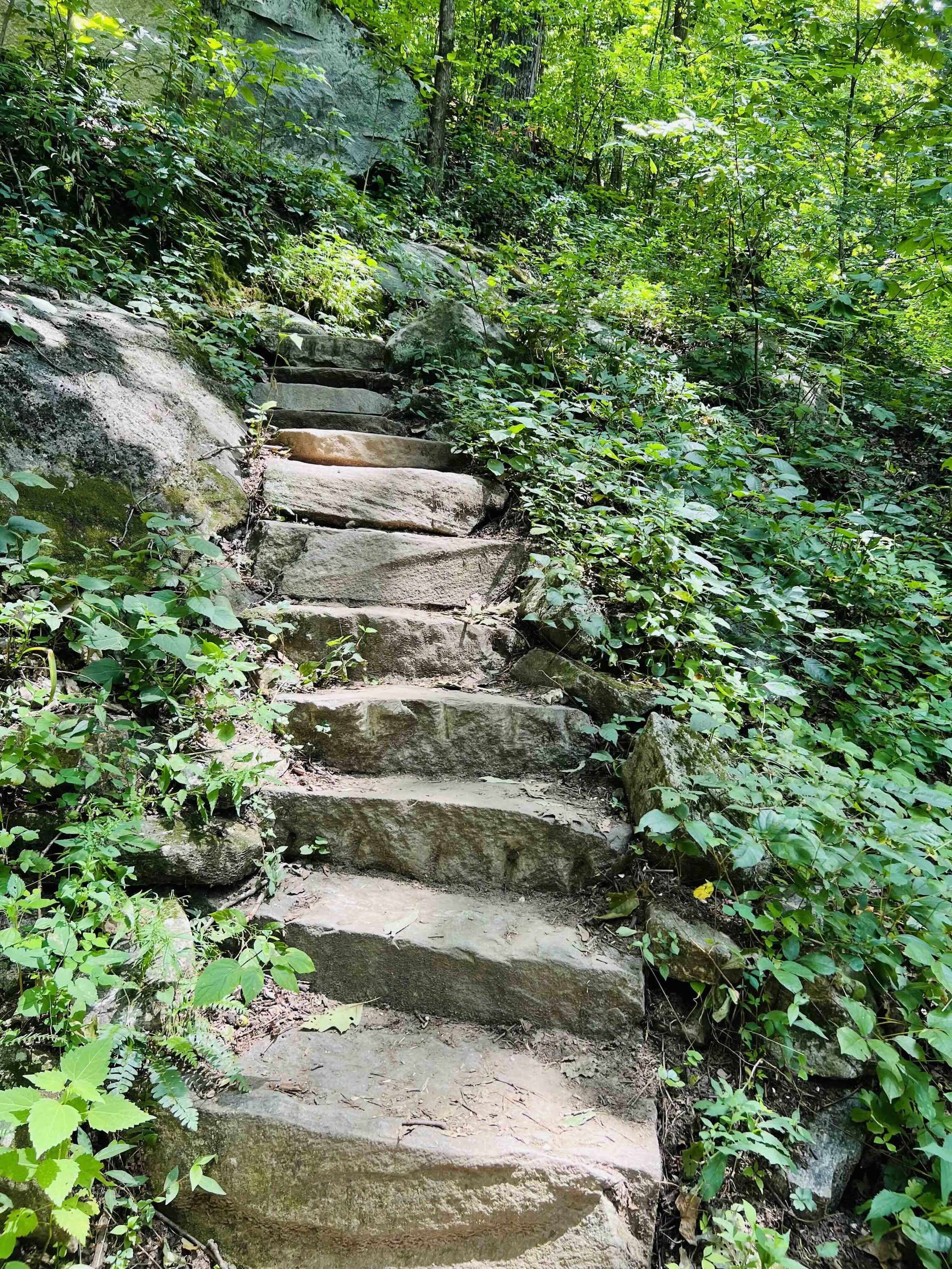 A stone staircase leads through a lush, green forest