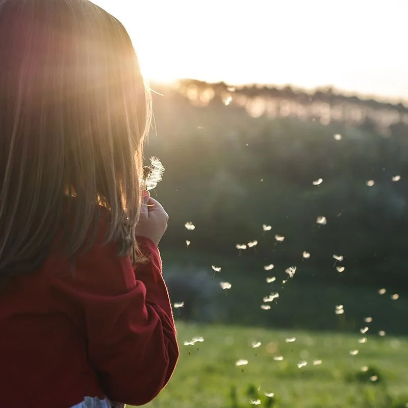 A young girl with blonde hair in a red jacket is blowing on a dandelion in a field during sunset.