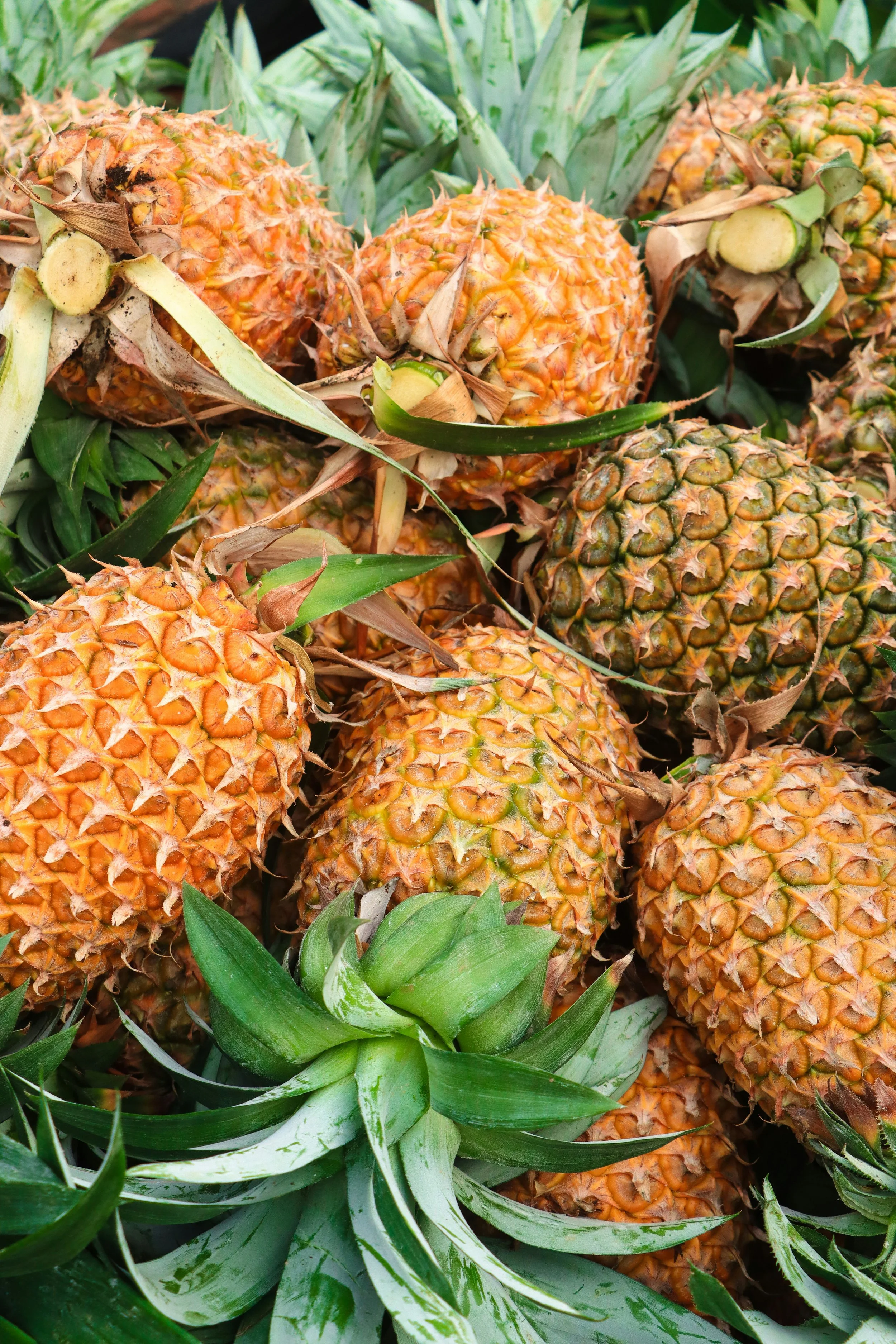 Multiple ripe pineapples with spiky green leaves and brownish-yellow skin, some with dried leaves attached, arranged outdoors.