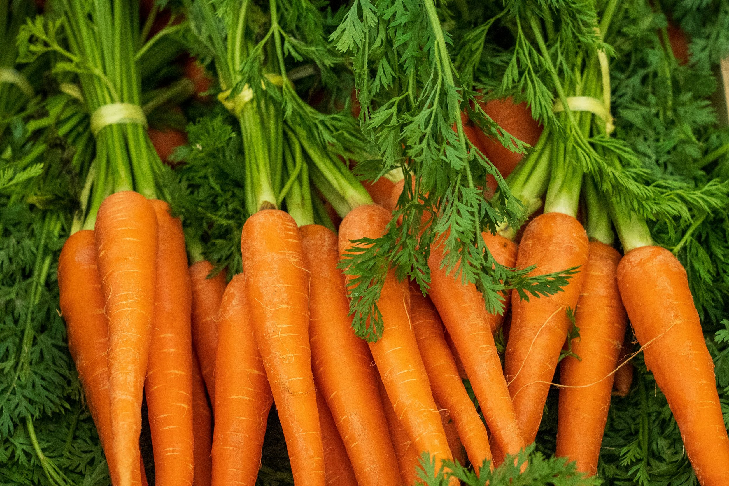 Fresh orange carrots with green leafy tops