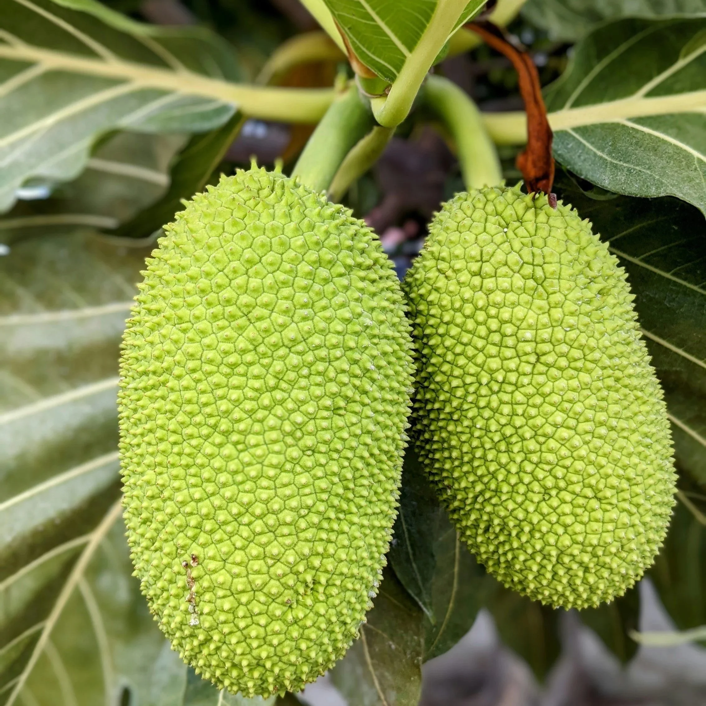 Jackfruit+.jpg