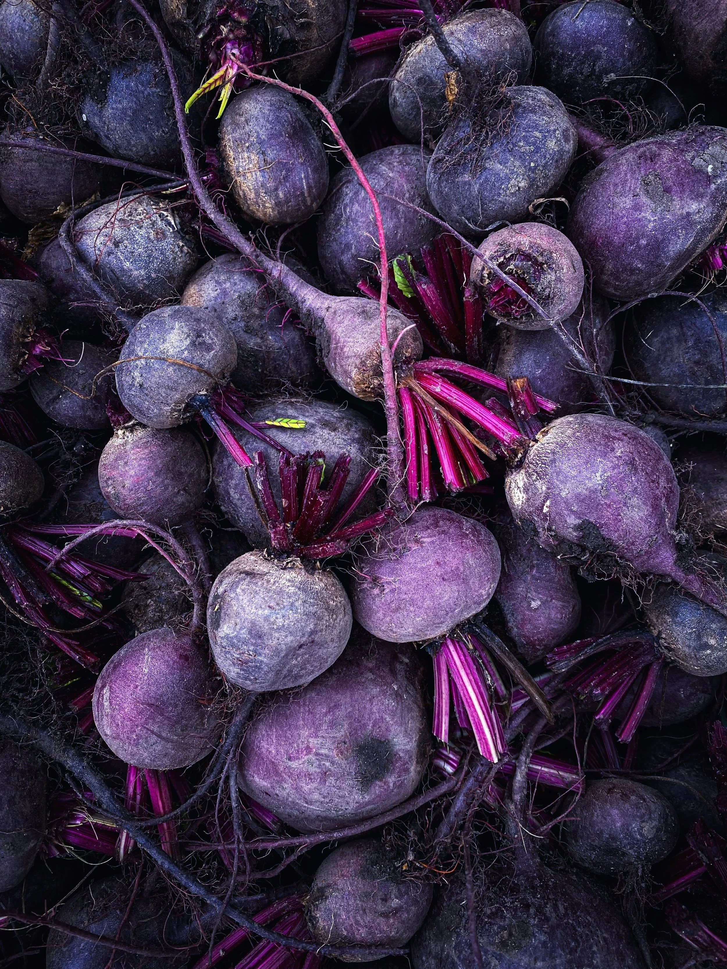 Several freshly harvested beets with purple skins and leafy stems still attached, piled together.