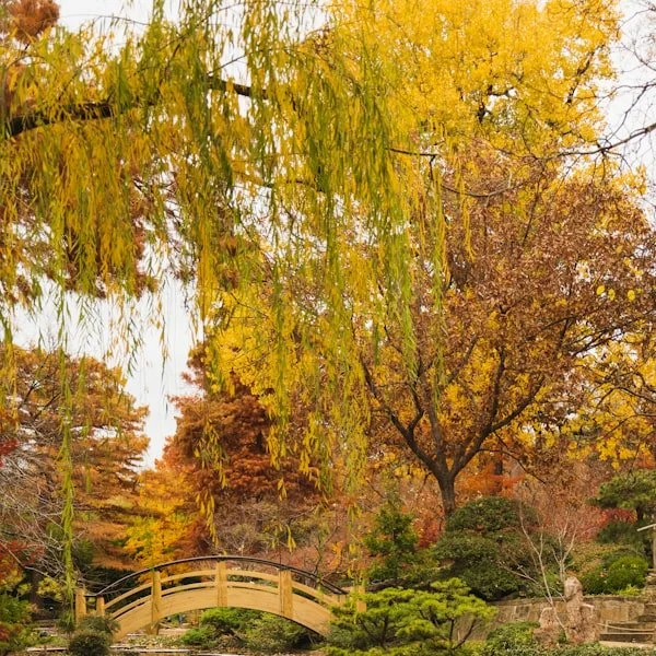 Morikami Museum Walk & Optional Lunch