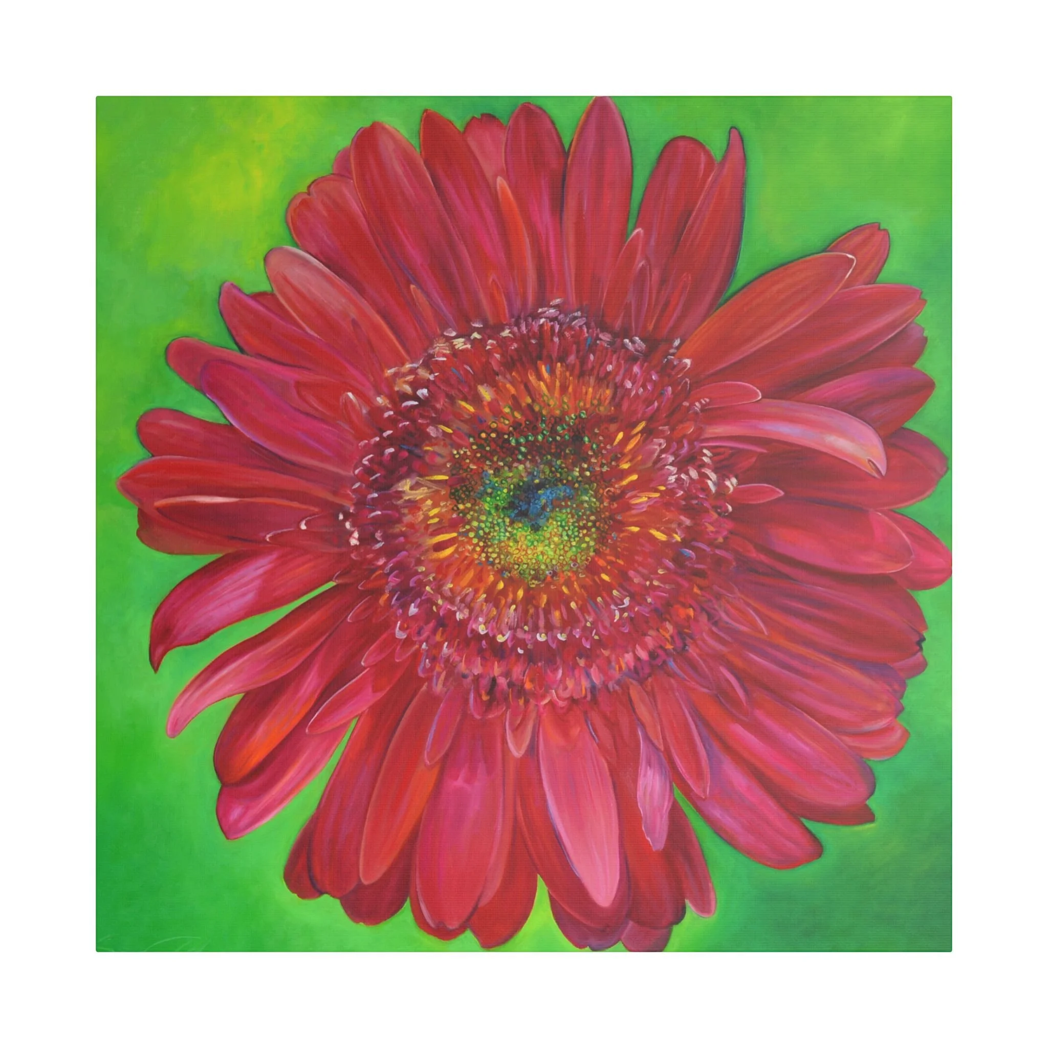 Gerbera Daisy 