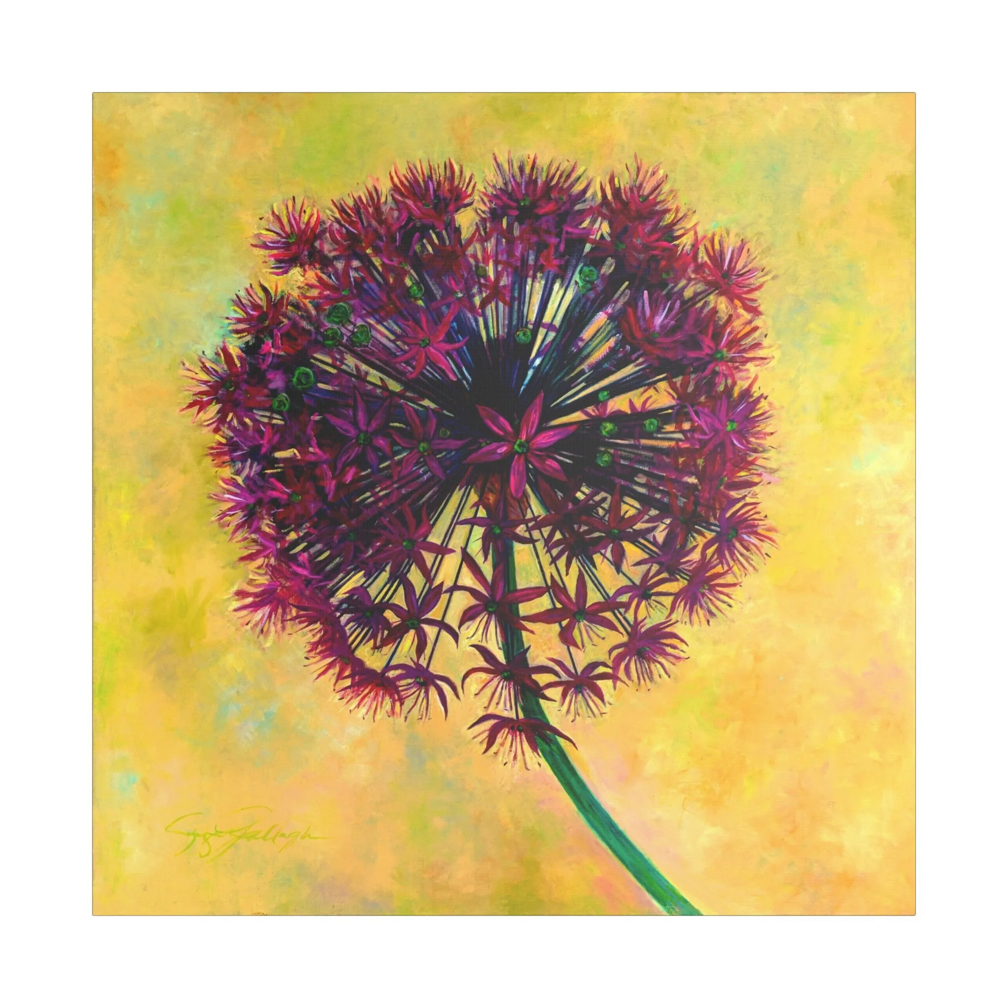 Allium Bloom  Floral Canvas Wall Art
